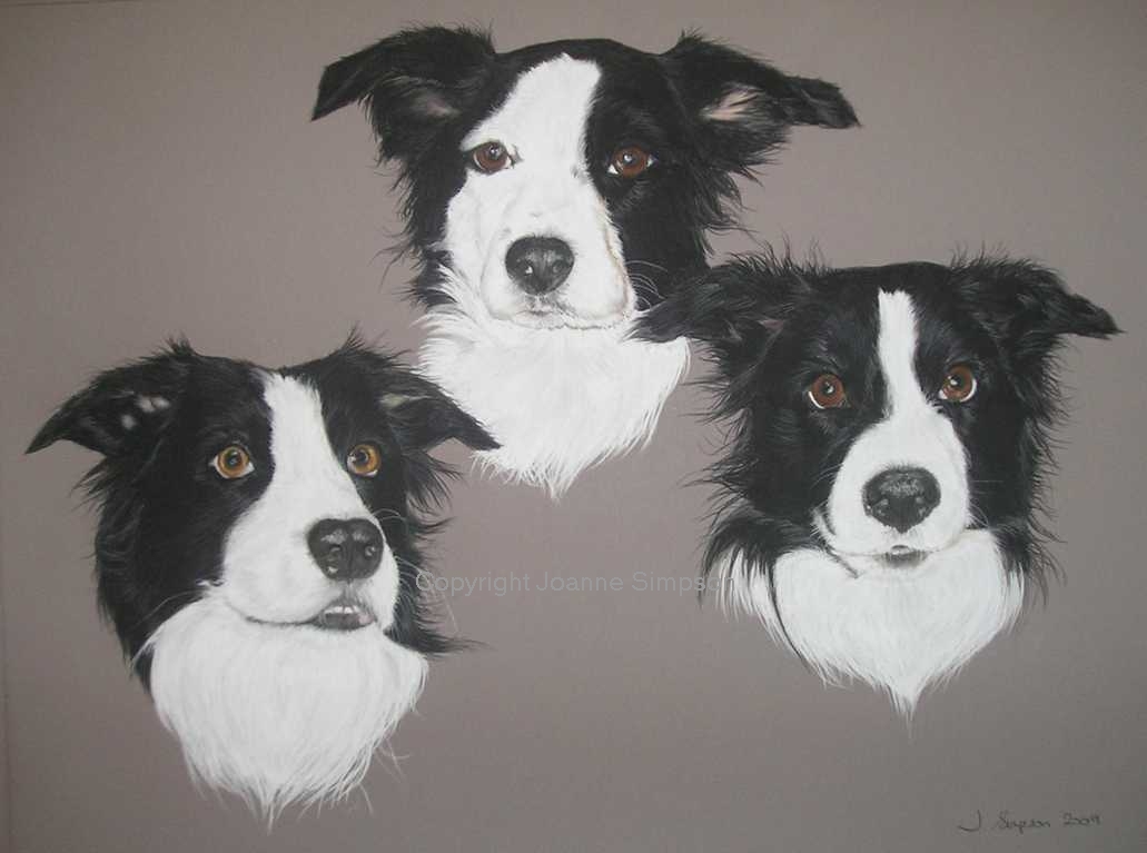 Border Collie pet portrait by Joanne Simpson